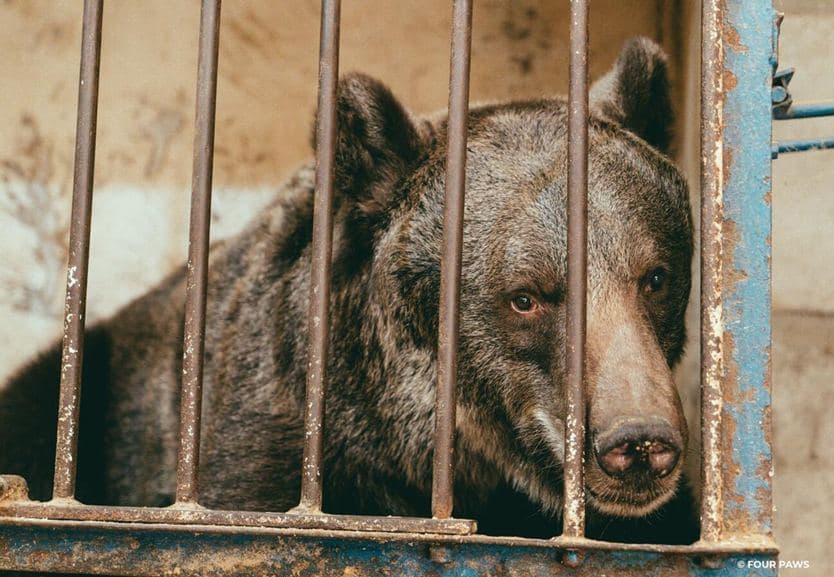 Фото: FOUR PAWS International