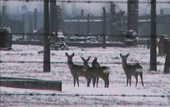 Winterreise.Bambi, 2003