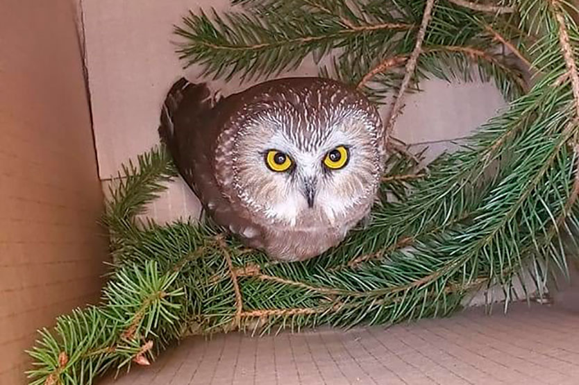 Фото: RavensbeardWildlifeCenter, Facebook