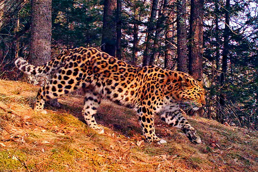 Фото: leopard-land.ru