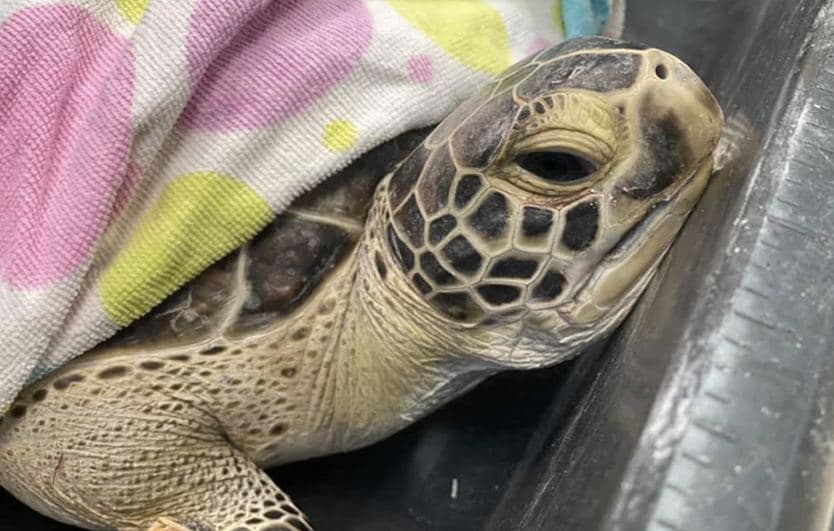 Фото: The Turtle Hospital / Facebook