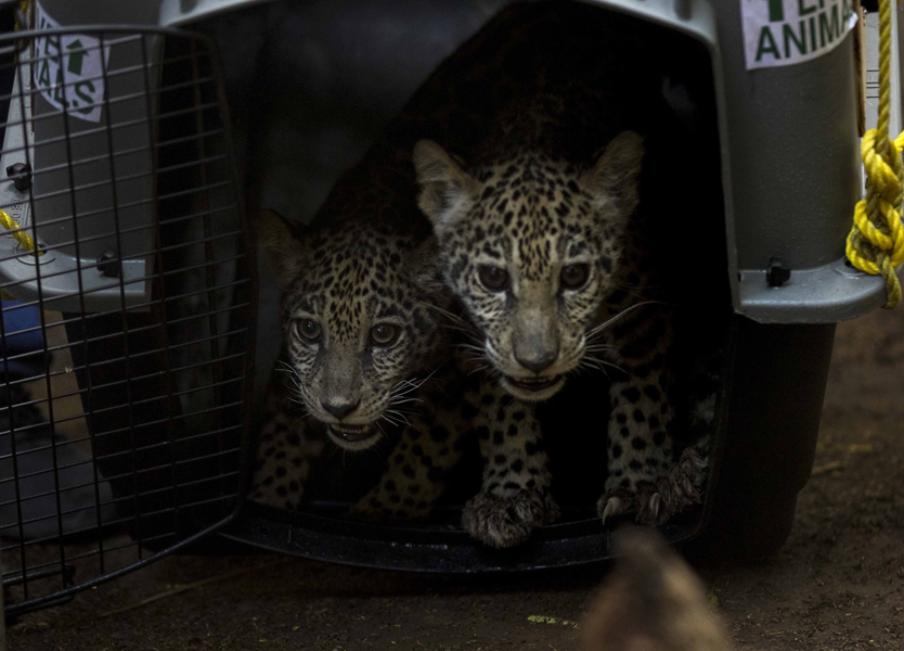 Фото: Jorge Torres / EPA / TASS