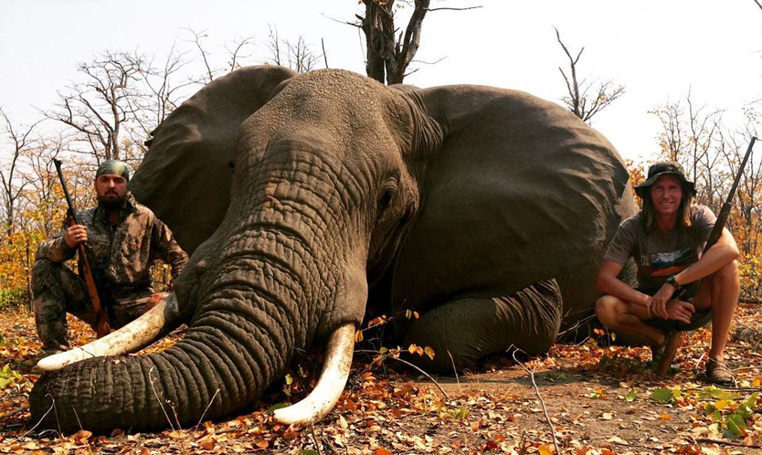 охота на слона в зимбабве