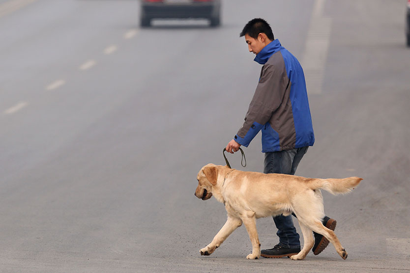 В Китае ввели штрафы за выгул собак без поводка. Как наказывают за это  хозяев животных в