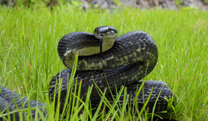 Фото: Stephen Lody Photography / Wikimedia Commons