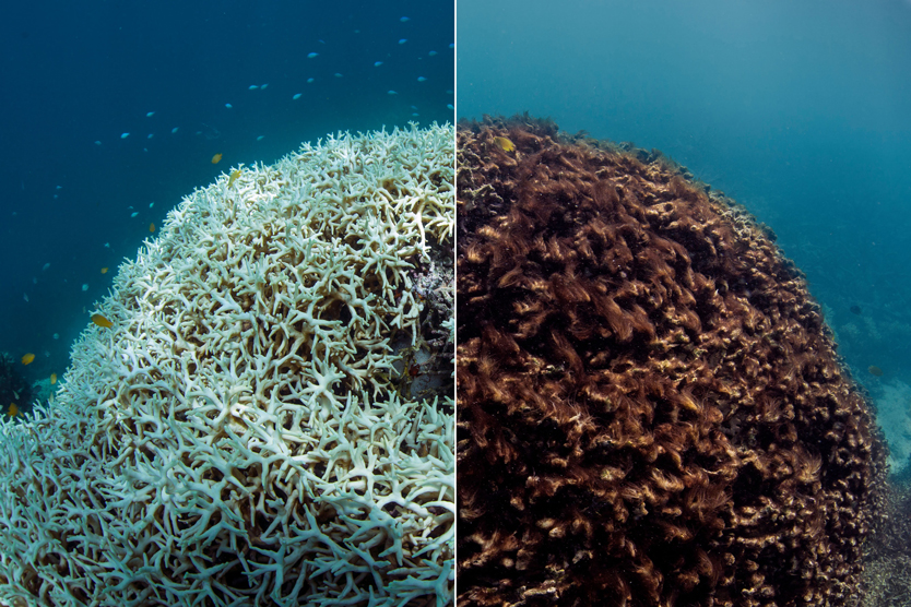 Фото: The Ocean Agency / Ocean Image Bank